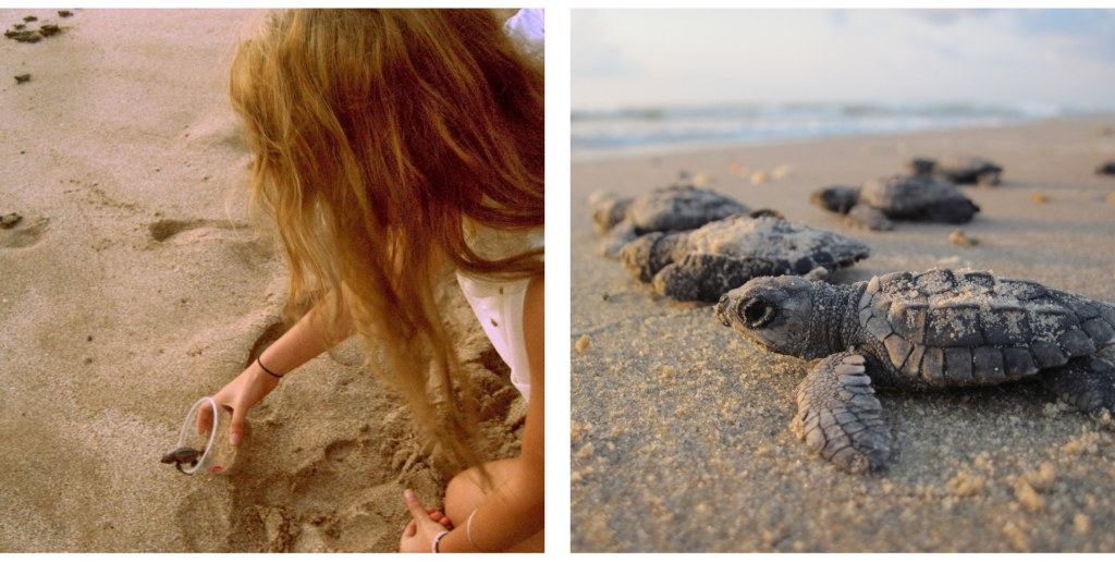 A captivating adventure where families can enjoy the beautiful marine life.