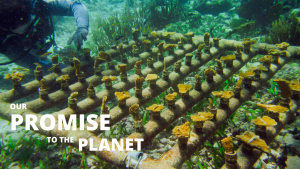 El Cid Resorts Oceanus