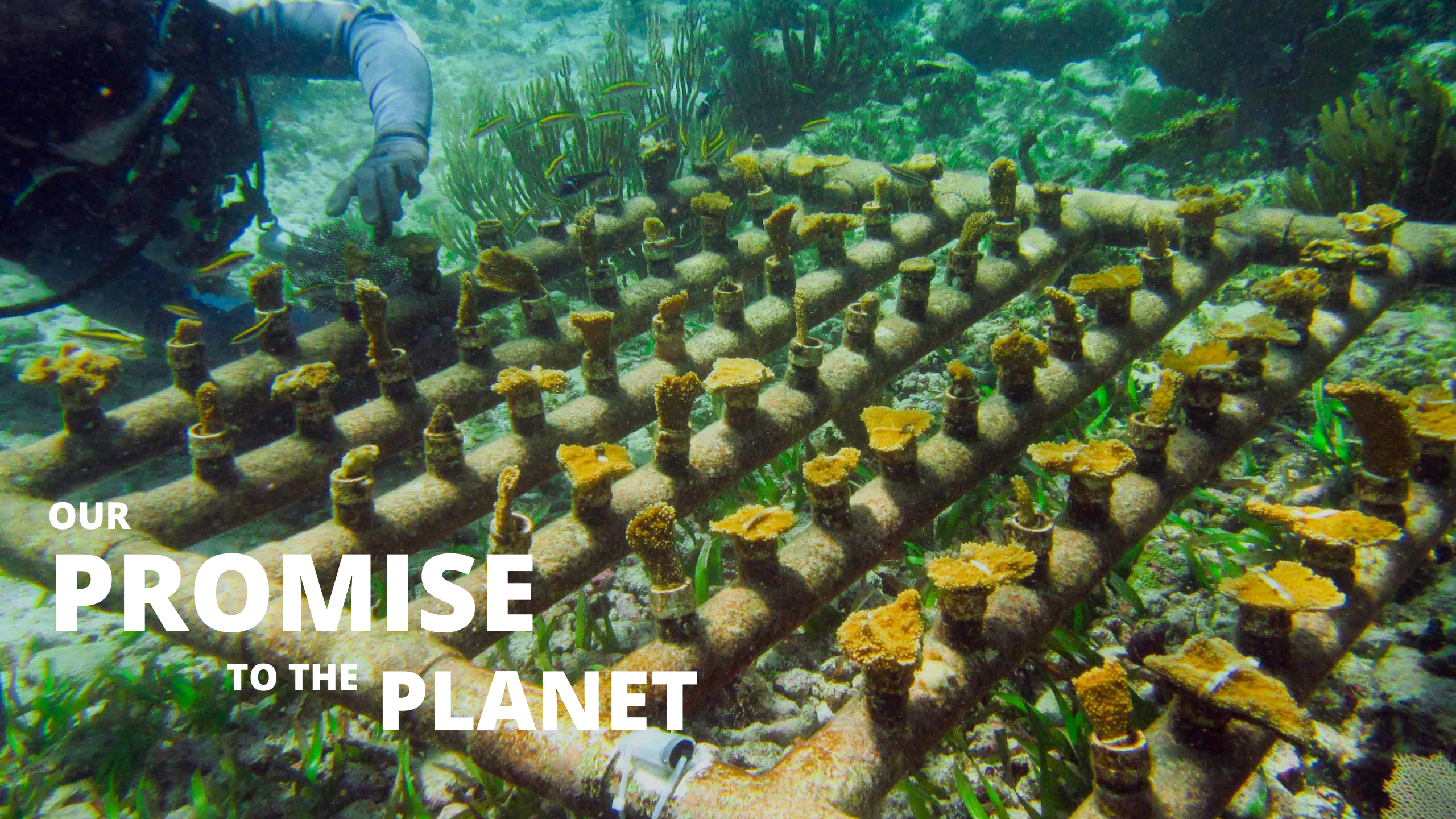 El Cid Resorts Oceanus