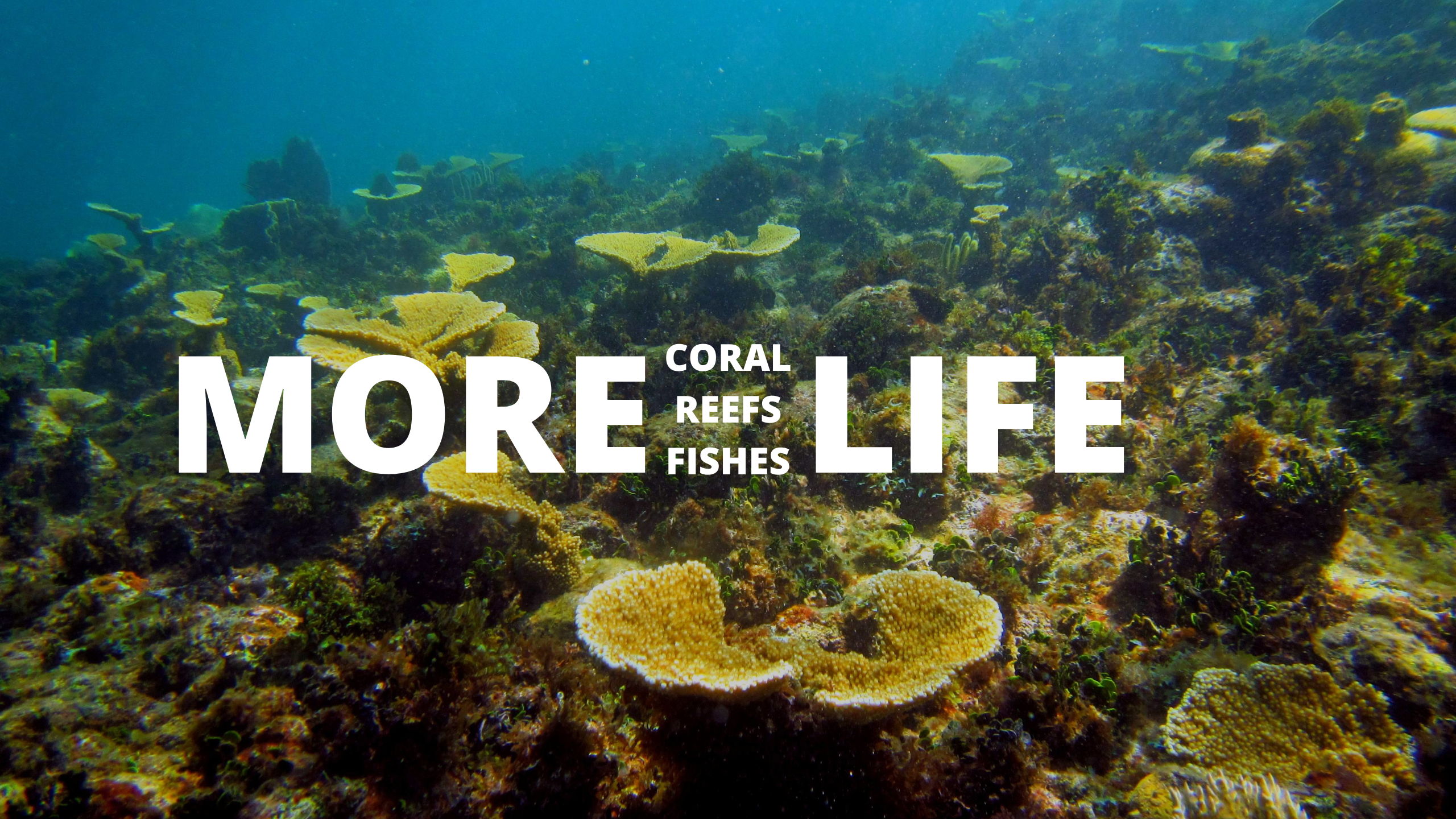 El Cid Resorts Joins OCEANUS